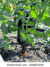 Wine Glass Bottle As Water Drip Sprinkler In Vegetable Garden.