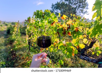 Wine glass of in hand of farmer, between sunny grapevine of wineyard. Green vineyard landscape of Italy.