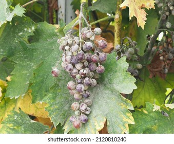 Wine Grape Diseases Or Pest, Powdery Mildew Of Grape, Uncinula Necator