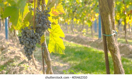 Wine grape hanging from the tree, tranquil scene