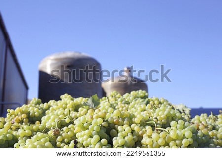 Wine grapes being prepared for wine preparation