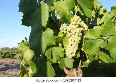 Wine Grapes Corps Growing In A Vineyard In Swan Valley Near Perth In Western Australia