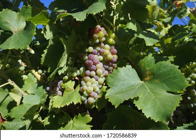 Wine Grapes Corps Growing In A Vineyard In Swan Valley Near Perth In Western Australia