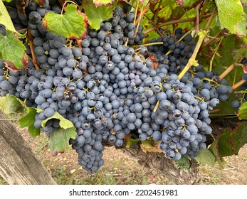 Wine Grapes - Cot Noir Or Malbec Grapes Variety For Making Red Wine