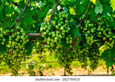 Wine Grapes In Finger Lakes Wine Country, New York. Grapevines. Unripe Grapes