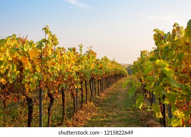 Wine Grapes German Vineyards Natural Light Stock Photo 1215822649 ...