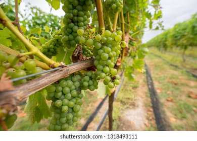Wine grapes growing in a Vineyard