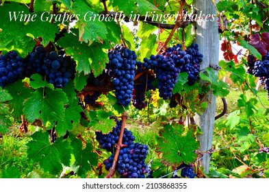 Wine Grapes Growth In Finger Lakes, New York. Harvest Season Of 2021