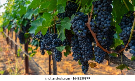 Wine Grapes In Napa Valley, California