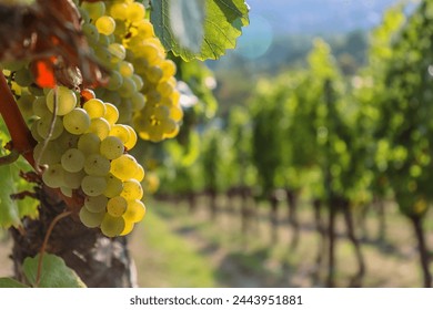 Wine grapes on cordon at vineyard before harvest. Close up of the big vine grapes bunch on a beautiful sunny day. Selective focus. Against the light. 
 - Powered by Shutterstock