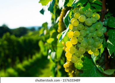 Wine Grapes On Cordon At Wineyard Before Harvest