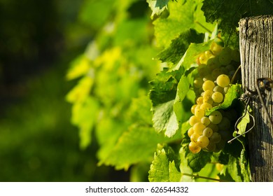 Wine Grapes On Cordon At Wineyard Before Harvest