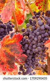 Wine Grapes On The Vine In Fall And Colorful Red And Yellow Grape Leaves.