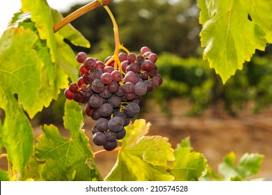 Wine grapes on the vine in a vineyard