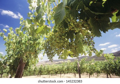 Wine Grapes On Vines Central Victoria Australia