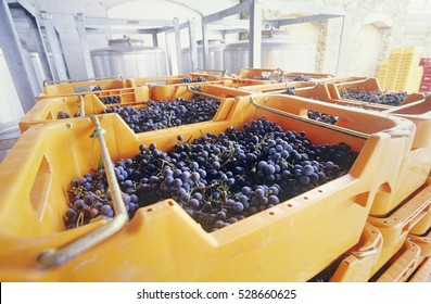 Wine grapes ready for crushing, Yarra Valley, Victoria, Australia