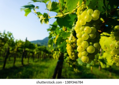 wine grapes at vineyard sunrise