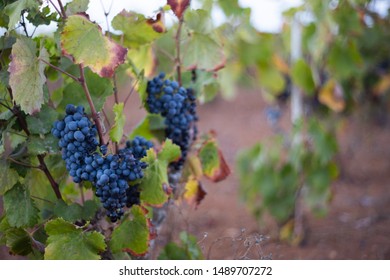 wine grapes in vineyards ready to collect