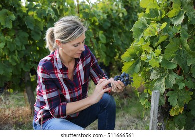 Wine Grower Analyzing Grapes