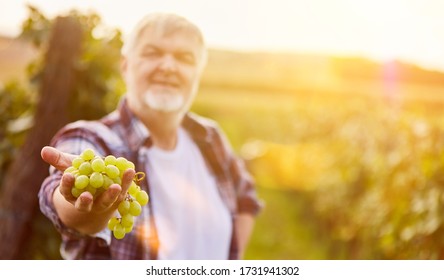 Wine Grower Holds White Grapes As A Selection During The Grape Harvest In The Vineyard