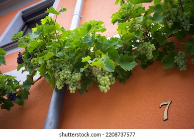 Wine growing at a building - Shutterstock ID 2208737577