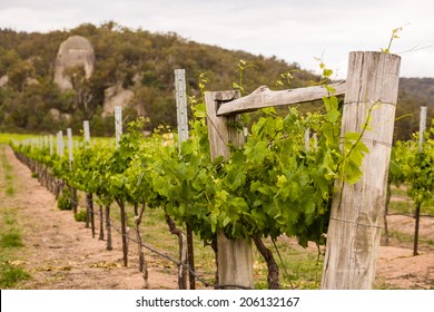 Wine Growing, Granite Belt, Queensland