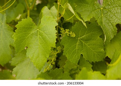 Wine Growing, Granite Belt, Queensland