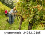 Wine harvest season scene. Close-up of ripe berries of white Sauvignon grapes on vines, with unidentified workers harvesting in the background in vineyards. Autumn grape-picking season