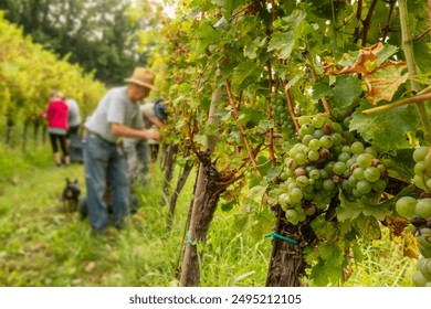 Wine harvest season scene. Close-up of ripe berries of white Sauvignon grapes on vines, with unidentified workers harvesting in the background in vineyards. Autumn grape-picking season - Powered by Shutterstock