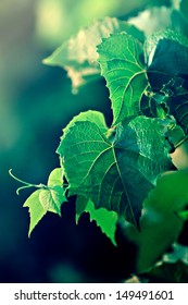 Wine Leaves