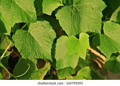 Wine Leaves