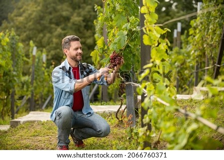 wine maker cut grapes with gardening scissors, grape Foto stock © 
