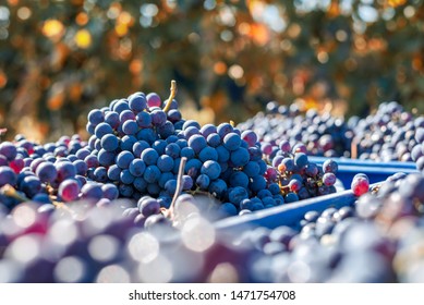 Wine making, harvest. Blue vine grapes. Grapes for making ice wine in the harvesting crate. Detailed view of a frozen grape vines in a vineyard in autumn, Hungary