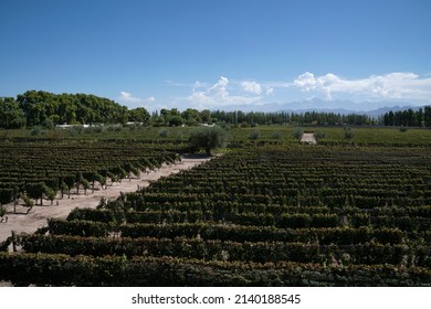 Wine Making Industry. View Of The Vineyard In A Sunny Day. The Rows Of Malbec Grapevines In Summer. 