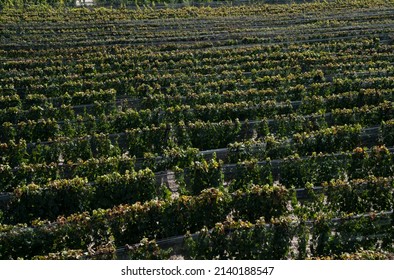 Wine Making Industry. View Of The Vineyard In A Sunny Day. The Rows Of Malbec Grapevines In Summer. 