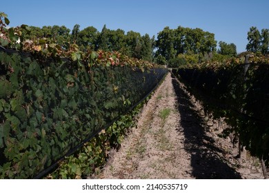 Wine Making Industry. View Of The Vineyard In A Sunny Day. The Rows Of Malbec Grapevines In Summer.