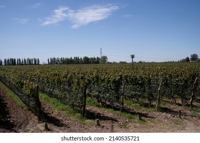 Wine Making Industry. View Of The Vineyard In A Sunny Day. The Rows Of Malbec Grapevines In Summer.