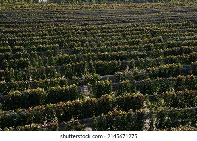 Wine Making Industry. View Of The Vineyard In A Sunny Day. The Rows Of Malbec Grapevines In Summer.