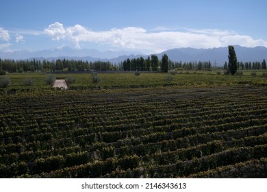 Wine Making Industry. View Of The Vineyard In A Sunny Day. The Rows Of Malbec Grapevines In Summer.