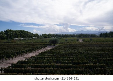 Wine Making Industry. View Of The Vineyard In A Sunny Day. The Rows Of Malbec Grapevines In Summer.