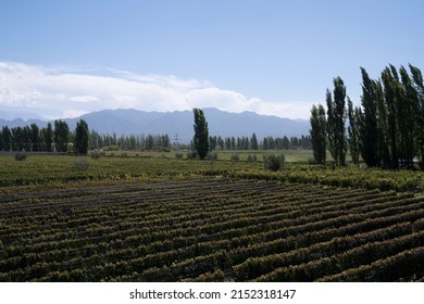 Wine Making Industry. View Of The Vineyard In A Sunny Day. The Rows Of Malbec Grapevines In Summer.