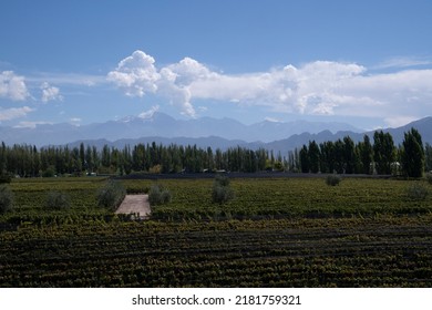 Wine Making Industry. View Of The Vineyard In A Sunny Day. The Rows Of Malbec Grapevines In Summer.