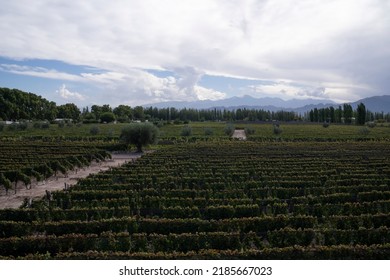 Wine Making Industry. View Of The Vineyard In A Sunny Day. The Rows Of Malbec Grapevines In Summer.	
