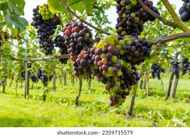 Wine making in Netherlands, ripe black red wine grape ready for harvest on Dutch vineyards in Betuwe, Gelderland, organic wine - Powered by Shutterstock