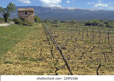 Wine At The  Mont Ventoux, Provence, France