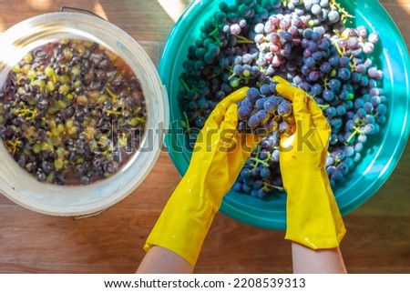 Wine preparation. A bowl of harvested grapes, bunches of blue Isabella grapes in the hands of a woman crushing the berries for wine.
