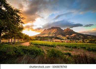 Wine region near Stellenbosch looking at Simonsberg in South Africa - Shutterstock ID 1043078743