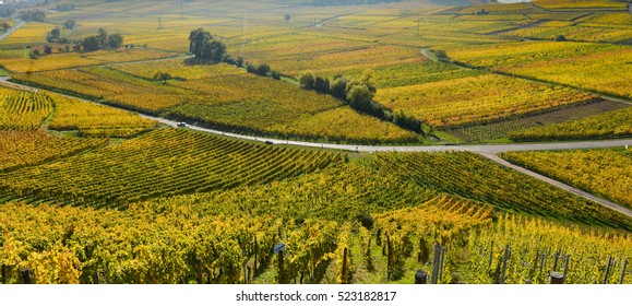 Wine Road, Vineyards Of Alsace In France, Europe