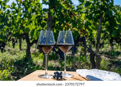 Wine tasting and rows of Merlot red grapes in Saint-Emilion wine making region, Pomerol,  right bank in Bordeaux, ripe and ready to harvest Merlot or Cabernet Sauvignon red grapes, France