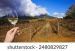 Wine tasting in the vineyard, Stellenbosch, South Africa